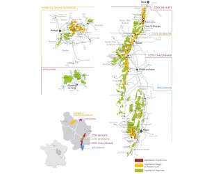 Dégustation n°1 : découverte des vins de Bourgogne