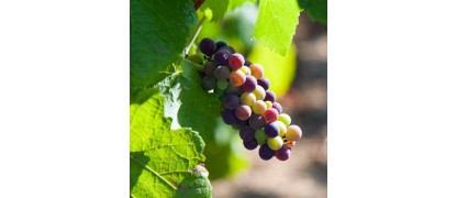 Clos de la Roche